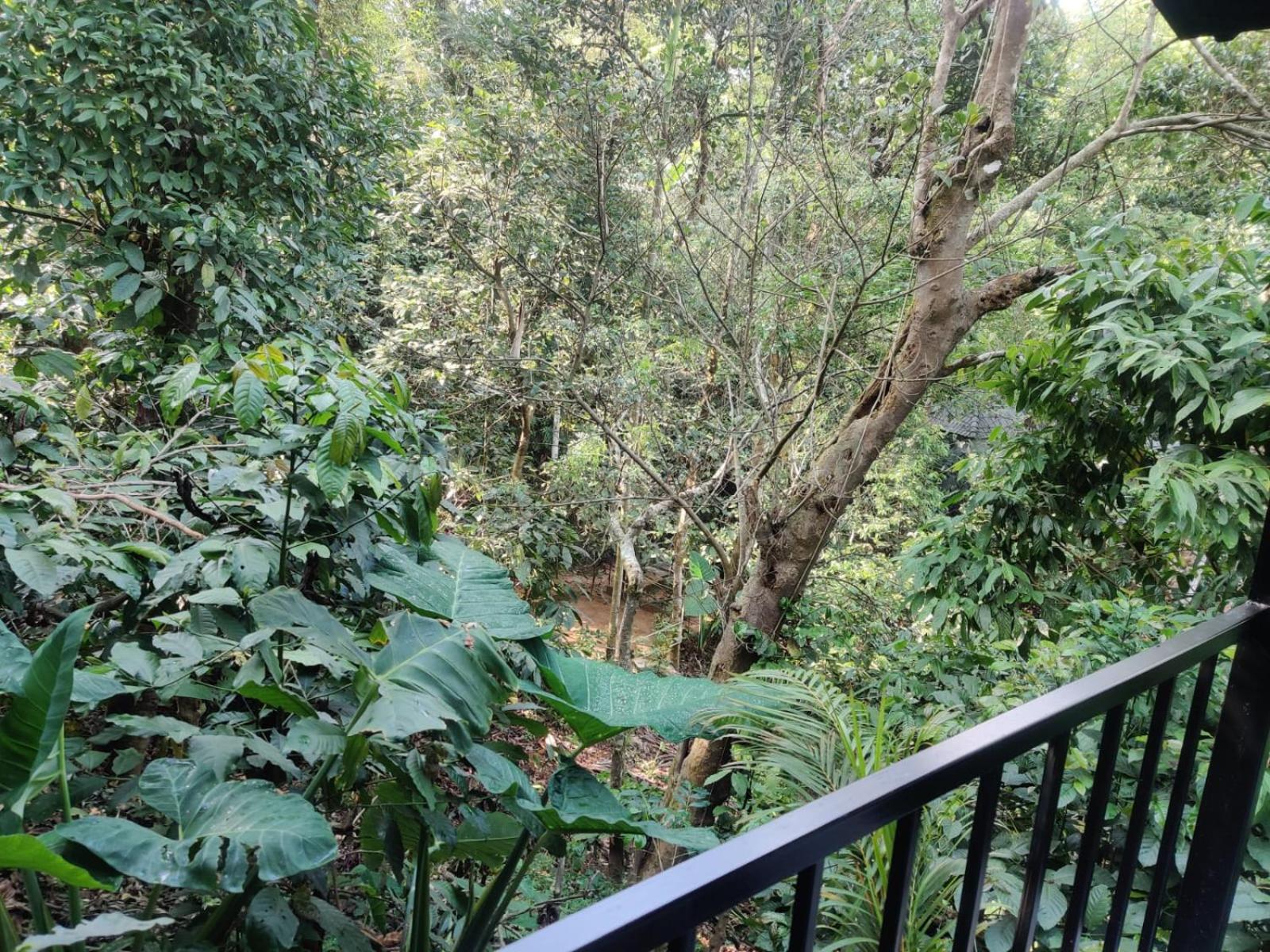 Misty Rain Estate Hotel Madikeri Ngoại thất bức ảnh